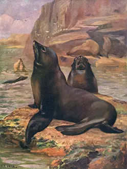 Otaria: SEA LIONS 1909