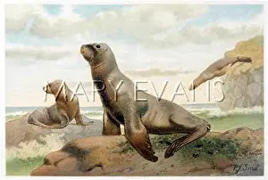 Sealions: SEA LIONS HOOKER'S C1880