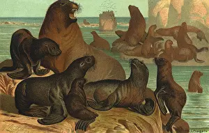 Sealion: Sea Lions on Rocks