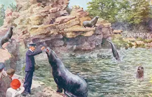 Sealions: Sea Lions at the zoo