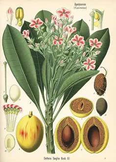 Mango: Sea mango, Cerbera manghas