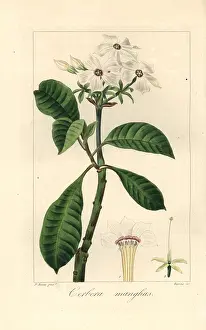 Bessa: Sea mango, Cerbera manghas