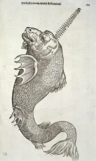Aldrovandi: Sea monster