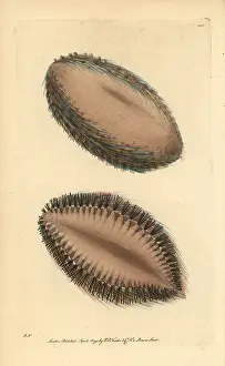 Aculeata: Sea mouse, Aphrodita aculeata