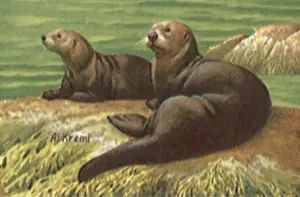 Otters: Sea Otter