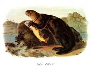 Leans: Sea Otter