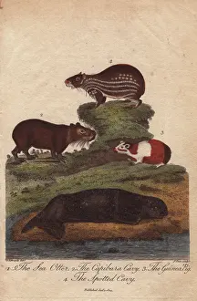 Sibly: Sea otter, capybara (capibara) cavy, guinea