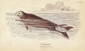 Lutris: Sea otter, Enhydra lutris. Endangered