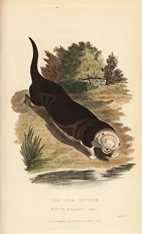 Mustela: Sea otter, Enhydra lutris. Endangered