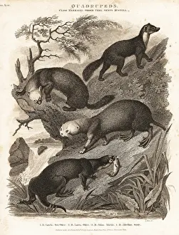 Universal Dictionary: Sea otter, otter, marten and sable