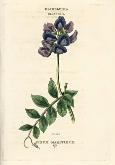 Pisum: Sea pea, Lathyrus japonicus subsp. maritimus