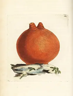 Aurantium: Sea peach, Halocynthia aurantium