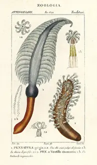 Stanghi: Sea pen species