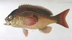 Pinky: SEA PERCH/1849