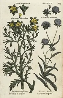 Scabious: Sea prickly samphire and sheep's bit scabious