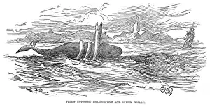 Sperm: SEA SERPENT/1875 BRAZIL