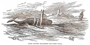 Sperm: SEA SERPENT/1875 BRAZIL