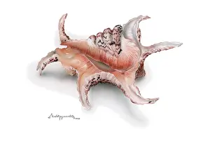 Makroushenka: Sea Shell