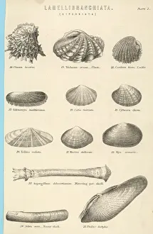 Clams: SEA SHELLS