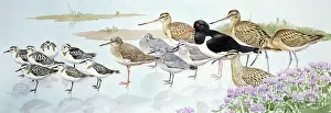 Godwit: Sea shore Birds
