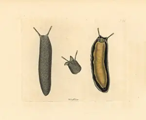 Slug: Sea slug, Onchidium typhae
