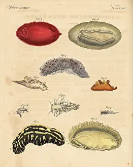 Argo: Sea slugs