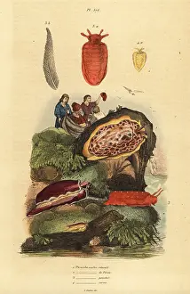 Cornutus: Sea slugs