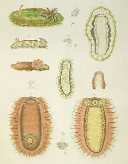 Slugs: Sea Slugs