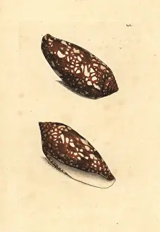 Conus: Sea snail, Conus aulicus
