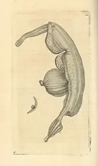 Coronata: Sea snail, Pterotrachea coronata