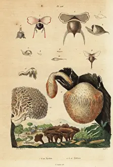 Pedretti: Sea snails and mushrooms