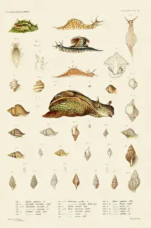 Seashell: Sea Snails, Shells