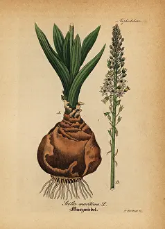 Maritima: Sea squill, Drimia maritima