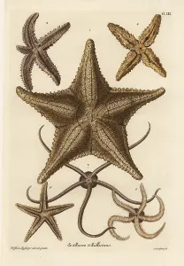 Auserlesenes: Sea star species