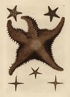 Auserlesenes: Sea star species