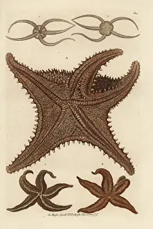 Auserlesenes: Sea star species
