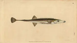 Stickleback: Sea stickleback, Spinachia spinachia