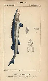 Sturgeon: Sea sturgeon, Acipenser sturio