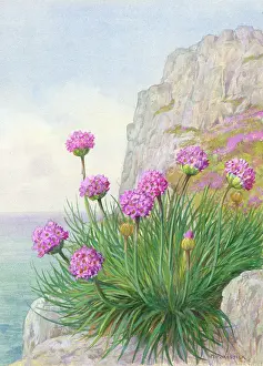 Maritima: Sea Thrift - on cliff by the sea