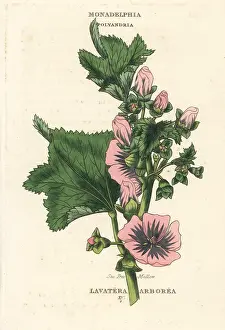 Arborea: Sea tree mallow, Malva arborea