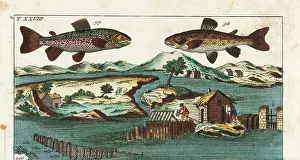 Alpinus: Sea trout, charr and fishing methods