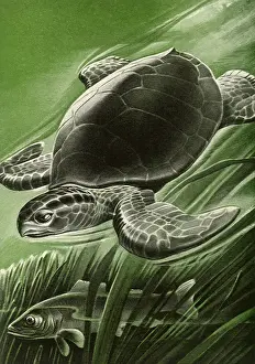 Tortoises: Sea Turtle