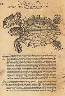 Xylograph: Sea turtle, possibly the endangered green sea turtle