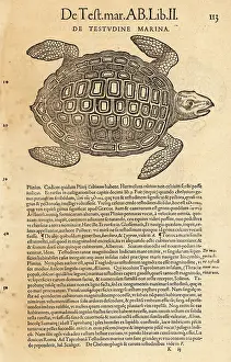 Xylograph: Sea turtle, possibly the loggerhead sea turtle