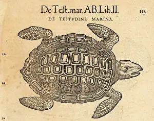 Xylograph: Sea turtle, possibly the loggerhead sea turtle
