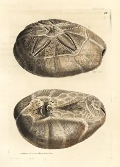 Elford: Sea urchin, Breynia australasiae