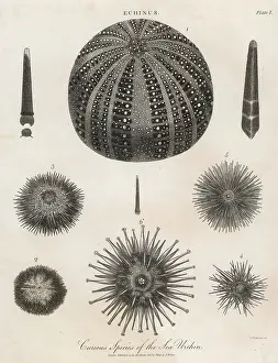 Echinus: SEA URCHINS 1803