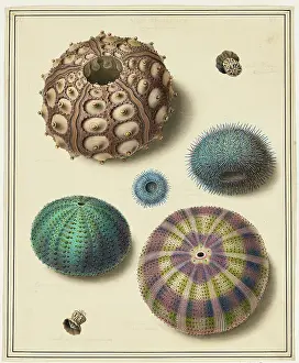 Bodycolour: Sea Urchins