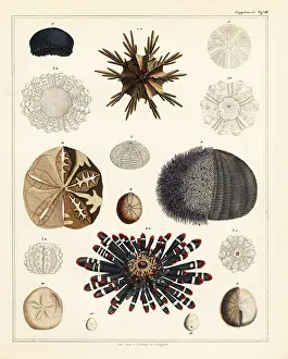 Echinus: Sea urchins