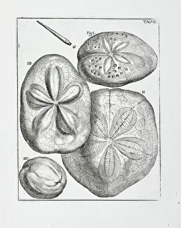 Santi: Sea urchins